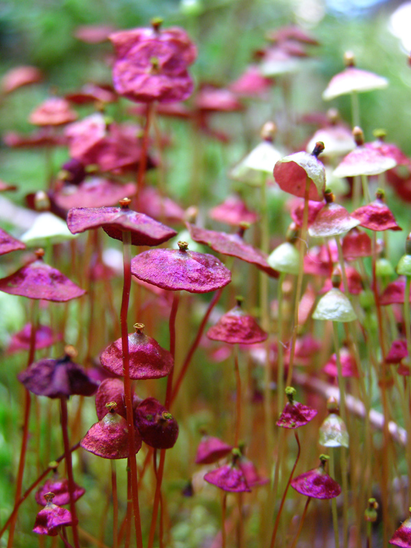 Splachnum rubrum